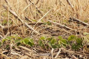 A close-up of a row of soybeans horizontally on a page in a no-till field with corn and rye residue.
