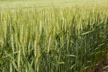 Polinating green winter wheat heads, stems and leaves.