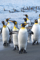 Obraz premium King Penguins, South Georgia Island, Antarctic