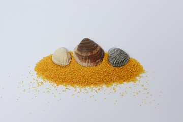 Shell on white background