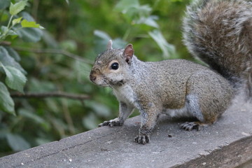Naklejka na ściany i meble Amazing Squirrels in Stanley Park 