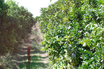 Fototapeta premium PARCELA DE CULTIVO DE NARANJOS