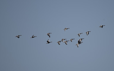 Fliegender Gänseschwarm