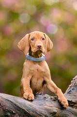 A golden-rust colored Hungarian Vizsla puppy 