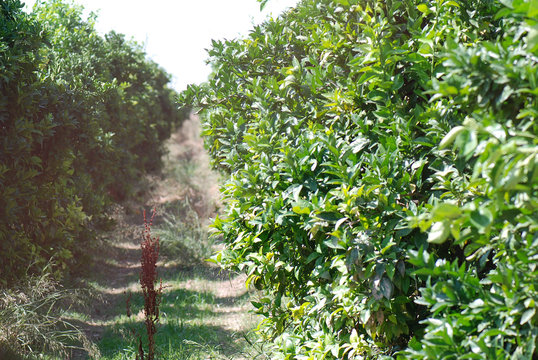 PARCELA DE CULTIVO DE NARANJOS