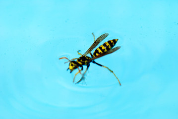 AVISPA AHOGADA EN EL AGUA DE UNA PISCINA