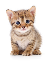 Kitten on white background.