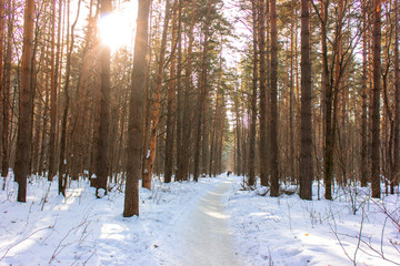 Fototapeta premium Зимнее морозное утро