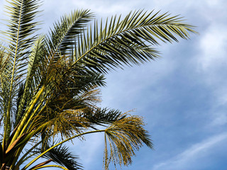 Fototapeta na wymiar Palm trees against a blue sky, Palm trees on a tropical coast coconut tree, summer tree.