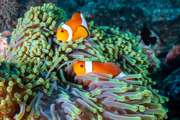 Beautiful Clownfish on a tropical coral reef