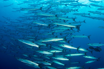 Fototapeta na wymiar School of Barracuda swimming in blue water above a tropical coral reef