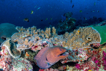 Naklejka na ściany i meble Large Moray Eel on a tropical coral reef