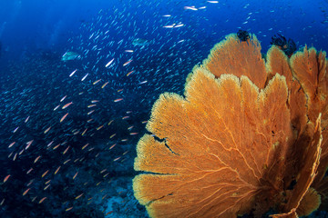 Huge, colorful sea fans on a healthy tropical coral reef © whitcomberd