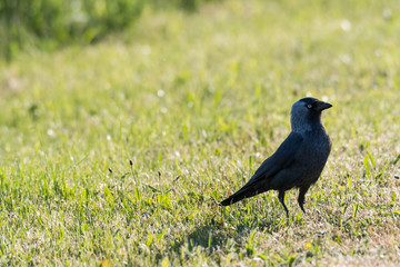 Watchful jackdaw bird