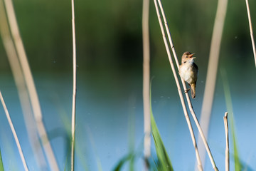 Singing Reed Warbler in natural habitat