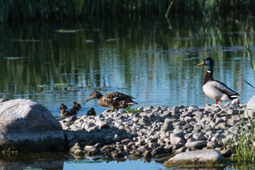 Mallard family, female, male and ducklings