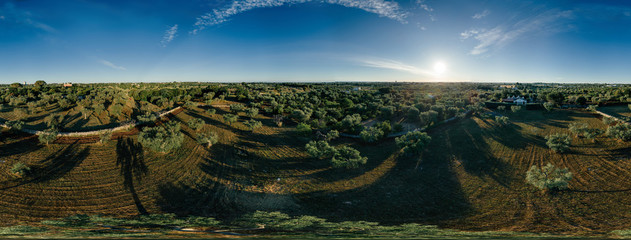 Olive tree in field summer in sunnyApulla Italy Drone 360 VR