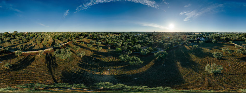 Olive tree in field summer in sunnyApulla Italy Drone 360 VR