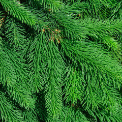 background of coniferous evergreen spruce forests