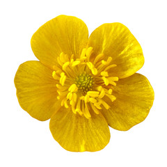 Wild flower yellow buttercup, isolated on a white  background. Close-up. Element of design.