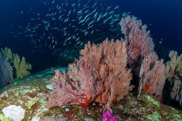 Fototapeta na wymiar Colorful tropical fish swim around a healthy, thriving coral reef