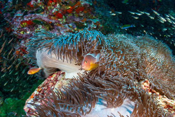 Skunk Clownfish on a healthy tropical coral reef