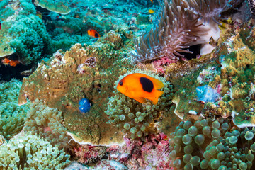 Fototapeta na wymiar Tomato Clownfish on a tropical coral reef in Thailand