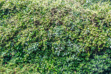 Natural vegetation background with different densities