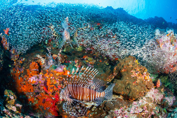 Lionfish hunting on a colorful tropical coral reef