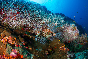 Lionfish hunting on a colorful tropical coral reef