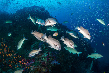 Long nosed Emperor hunting on a tropical coral reef