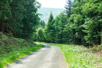 Fototapeta na wymiar Asphalt road in the forest, Polish roads in the mountains