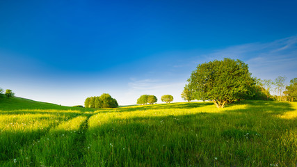 spring meadow among trees. May landscape. Masuria, Poland. © ysuel