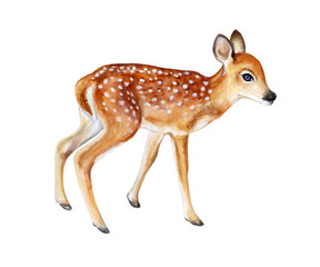 Spotted fawn on white background. Deer. Watercolor. Illustration. Template. Handmade. Image. Picture