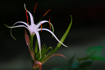 Fototapeta na wymiar Beautiful Soft White Single Flower