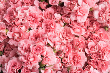 Lot of beautiful flowering pink flowers - a top view. Concept: color therapy, beauty and greeting card. - Powered by Adobe