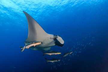 Fototapeta na wymiar Huge majestic Oceanic Manta Ray with Cobia and fish swimming in blue water