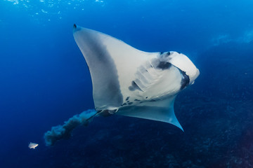 Huge oceanic Manta Ray defecating in a blue ocean