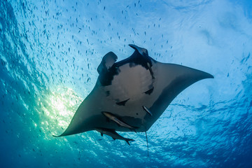 Huge majestic Oceanic Manta Ray with Cobia and fish swimming in blue water - obrazy, fototapety, plakaty