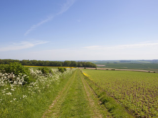Obraz premium bridleway near Sledmere