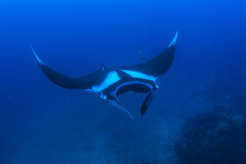 Majestic Oceanic Manta Ray swimming in a clear, blue ocean