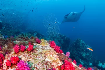Fotobehang Enorme Oceanische Manta Ray die over een kleurrijk, gezond tropisch koraalrif zwemt © whitcomberd