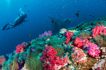 Naklejka na ściany i meble A SCUBA diver with a Scorpionfish and giant oceanic Manta Ray on a tropical coral reef