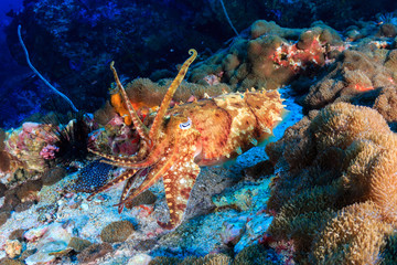Naklejka na ściany i meble Beautiful Cuttlefish on a tropical coral reef
