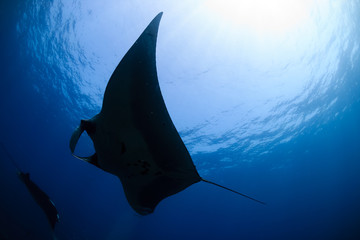 Silhouette of a huge Oceanic Manta Ray swimming in a clear, blue tropical ocean