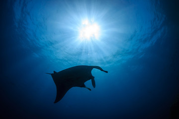 Fototapeta premium Silhouette of a huge Oceanic Manta Ray swimming in a clear, blue tropical ocean