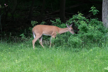 Whitetail Deer 3