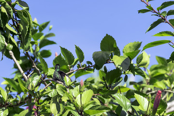 The Cuban Emerald (Chlorostilbon Ricordii) is a species of hummingbird - male, Peninsula de Zapata National Park / Zapata Swamp, Cuba
