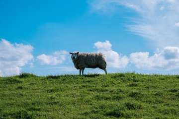 Schaf auf weide
