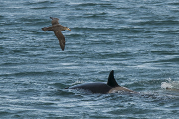 Fototapeta premium Orca attacking sea lions, Patagonia Argentina